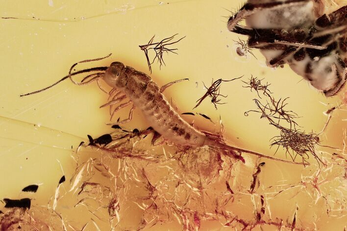 Detailed Fossil Bristletail & Partial Spider In Baltic Amber #372566